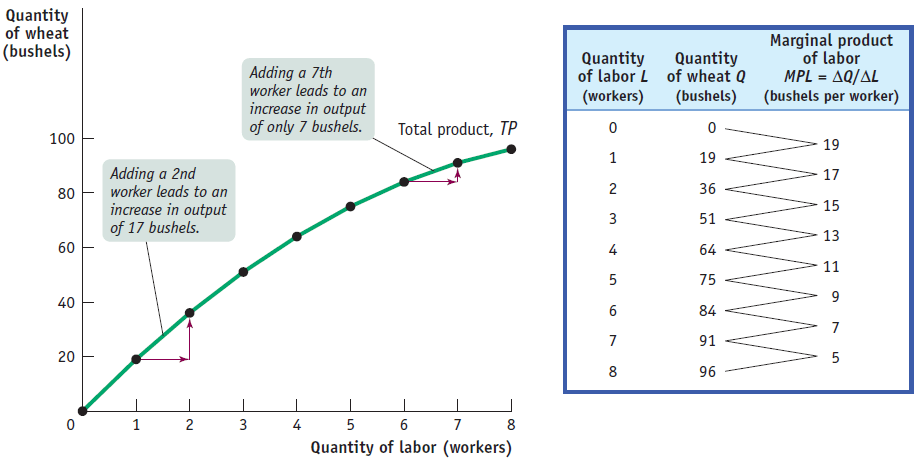 Quantity of wheat (bushels) 100 80 60 40 20 Adding a 7th worker leads
to an increase in output of only 7 bushels. Total product, Adding a 2nd
worker leads to an increase in output of 17 bushels. Quantity of labor L
(workers) 2 3 4 5 6 7 8 Quantity of wheat Q (bushels) 19 36 51 64 75 84
91 96 Marginal product of labor MPL = AQ/AL (bushels per worker) 19 17
15 13 11 9 7 5 1 2 3 4 5 6 7 8 Quantity of labor (workers)
